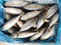 Focus-macaron indien frais pour poissons, fruits de mer, aqf, nouvelle collection, vente en gros,, X41