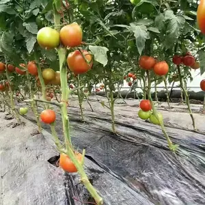 Sebze bahçesi için büyük komple tarım cam ev kiti seralar