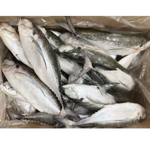 Sgombro Congelato, Sgombro del Pacifico, Tonno, Trota, Bonito, Tilapia, Calamari, Salmone - Product Image 1