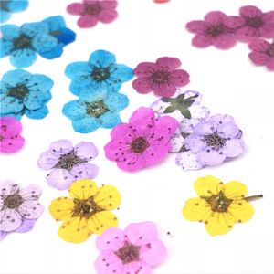 Y-E016 all'ingrosso reale secco pressato fiore 15 colori chiodi Daffodils fiori pressati per la resina gioielli collana decorazione del chiodo - Product Image 2