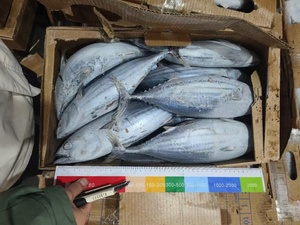 J015 <span class=keywords><strong>Skipjack</strong></span> de alta calidad 500-1500g - Product Image 4