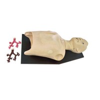 Modèle de formation en endoscopie bronchique avancée en sciences médicales, simulateur humain, prix, simulateur de bronchoscopie médicale