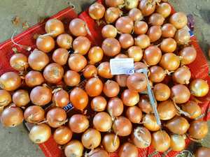 Los últimos productos agrícolas, cebollas amarillas frescas - Product Image 2