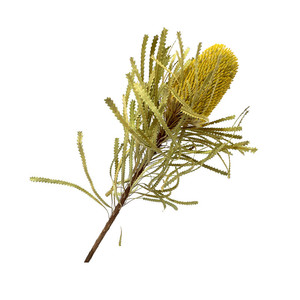 Ideas de Productos Nuevos 2025: Flores Secas de Protea Banksia Rosa Preservadas para Decoración de Bodas, San Valentín, Graduaciones y Navidad - Product Image 5