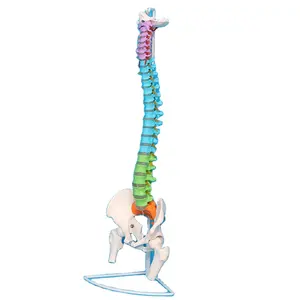 תיקון עמוד השדרה מודלים אנטומיים בגודל חיים של עמוד השדרה, האגן, ראש בית ועצבים בעמוד השדרה