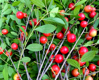 Poudre de cerise chinoise soluble dans l'eau en gros, poudre de fruits naturelle enrichie en calcium, approvisionnement en vrac