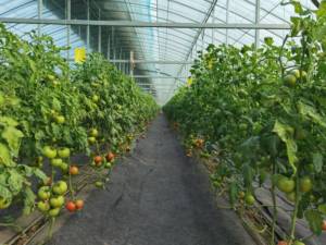 Serre de nouveau design, serre de <span class=keywords><strong>jardin</strong></span> moderne avec isolation élevée - Product Image 6