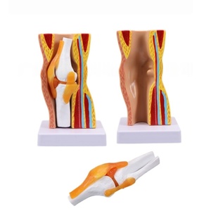 Modèle amovible d'articulation du <span class=keywords><strong>genou</strong></span> de la science médicale avec modèle de démonstration musculaire des ligaments - Product Image 4