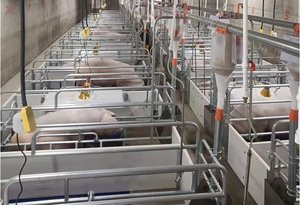 Thiết bị điều chỉnh lợn nái heo con hệ thống bút đẻ với sàn lợn bằng nhựa cho Chăn Nuôi Lợn nái và Lợn Con - Product Image 5