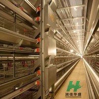 Poulailler pour poules pondeuses, cages automatiques pour volailles