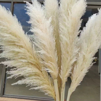 Harga Grosir Pabrik Rumput Pampas Kering Alami Laris Manis Rumput Pampas Awet untuk Buket Pernikahan dan Dekorasi Rumah