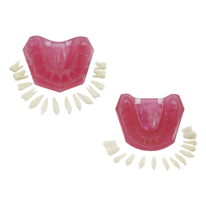 <span class=keywords><strong>Modello</strong></span> Anatomico Dentale Standard MX-039 con Denti Rimovibili, Tipo Dentale con Gengive Morbide per Studio, Insegnamento ed Educazione, Dimostrazione in Resina - Product Image 1