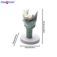 Grossissement à trois fois du cartilage thyroïdien Jonction du ligament hyoïde dans la gorge de sable du modèle de cartilage thyroïdien
