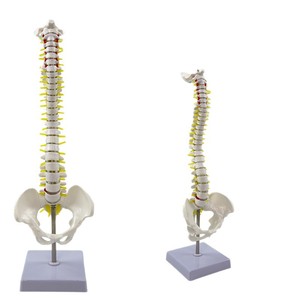 Modelo de Columna Vertebral Humana de 45 cm, Modelo de Columna Vertebral para Prácticas Médicas en Adultos, Modelo de Esqueleto de Columna Cervical y Lumbar - Product Image 1