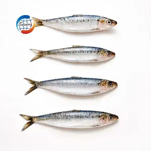 Frozen Fresh Sardinella Lemuru Frozen Sardine Type Sardine Fish