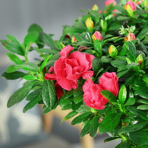 Azalea en Maceta, Bonsái con Tronco Maduro, Plántulas Robustas, Capullos de Flor, Flores para Interiores/Exteriores, Cuatro Estaciones, Fácil Cuidado, <span class=keywords><strong>Resistente</strong></span> al Frío, Origen China - Product Image 4