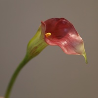 Hoogwaardige realistische Calla Lelie kunstbloemen met lange steel, bordeauxrood, voor thuis, bruiloft, tafelvaasjes, binnendecoratie