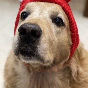Chapeau d'hiver drôle pour chien pour races moyennes et grandes Le polyester garde les oreilles au chaud pour les petits et grands chiens pour le <span class=keywords><strong>Labrador</strong></span> <span class=keywords><strong>Golden</strong></span> <span class=keywords><strong>Retriever</strong></span> - Product Image 5