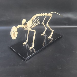 Modelo de Hueso de Gato para Demostración Médica <span class=keywords><strong>Veterinaria</strong></span>, Modelo de Esqueleto Felino de Material PVC - Product Image 4