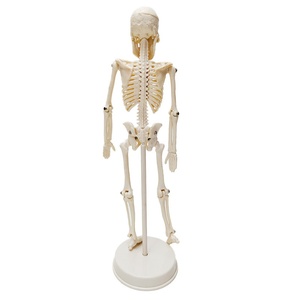 Modelo <span class=keywords><strong>de</strong></span> Esqueleto <span class=keywords><strong>Humano</strong></span> <span class=keywords><strong>de</strong></span> PVC <span class=keywords><strong>de</strong></span> 20 CM con <span class=keywords><strong>Huesos</strong></span> Extraíbles para Entrenamiento Médico, Escuelas, Hospitales y Uso Doméstico - Product Image 5