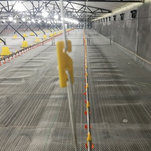 Las líneas de alimentación de patos para aves de corral dispuestas en filas - Product Image 5