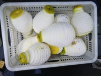 Daqiao Automatische Fruitmeloen Huidschiller Pomelo Schilmachine