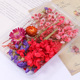 Dry Flowers <strong>Box</strong> Preserved Stabilized DIY Resin Art Mixed Dry Flowers Multicolor Natural <strong>Bulk</strong> Dried Flowers Materials Sets - Product Image 5