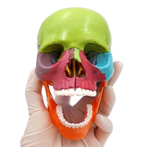 2025 KRC New giải phẫu PVC dành cho người lớn mô hình hộp sọ với não 15-piece cho y tế khoa học giáo dục - Product Image 1