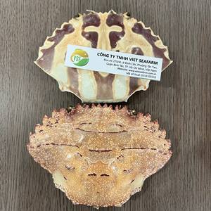 CONCHA DE CANGREJO SECA 100% PARA ARTESANÍA VENTA DE VERANO CALIENTE DE ALTO ESTÁNDAR DE VIETNAM PARA DECORACIÓN - Product Image 3