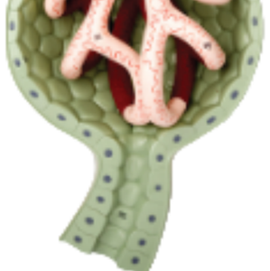 Modelo de Glómero Ampliado de Alta Calidad 700X Tamaño Real para Enseñanza Médica, Venta Caliente, Ciencia Médica para Entrenamiento - Product Image 4