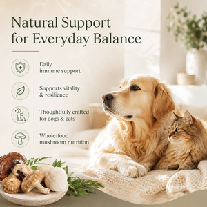 Suplemento Natural para Mascotas con Cola de Pavo, Reishi y Melena de León, Servicio OEM Integral, Polvo de Hongos Enteros para el Bienestar - Product Image 5