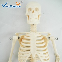 Modèle de squelette humain miniature de 45 cm, taille réelle, modèle médical de squelette, os de squelette