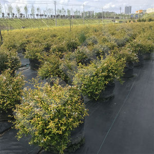 HOKBG, gran oferta, bolsa de cultivo de tela tejida PP de 20 galones y 80 litros para maceta de vivero, bolsa para Abelia grandiflora - Product Image 3