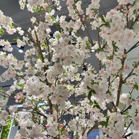 Bunga Sakura Jepang Buatan Realistis Warna Putih & Merah Muda untuk Dekorasi Rumah, Pernikahan, Pesta, dan Acara