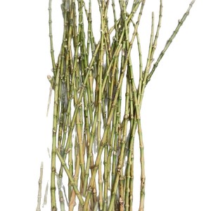 Bâton de bambou violet vieilli, matière première, pour usage général DTG103 - Product Image 5