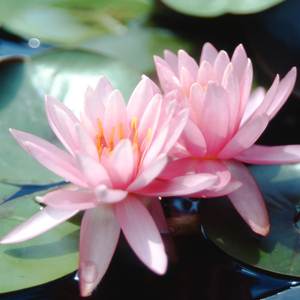 Nymphaea 'Princess <span class=keywords><strong>Elizabeth</strong></span>' - une plante aquatique adaptée aux bassins de jardin et aux serres - Nénuphar 'Princess <span class=keywords><strong>Elizabeth</strong></span>' - Product Image 4