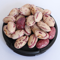 Vente en gros 99% de haricots mouchetés légers de pureté Haricots à sucre bon marché pour la mise en conserve