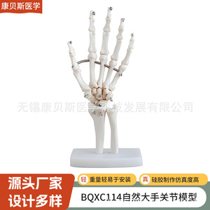 Modèle d'articulation de la main naturelle BQXC114, modèle pédagogique d'articulation de la main humaine, modèle d'articulation de la main naturelle - Product Image 2