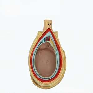 Modelo Educacional de Anatomia Genital Masculina para Educação Médica e Ciências Reprodutivas - Product Image 4