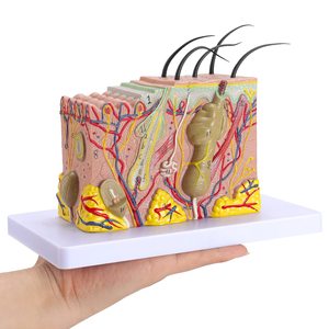 Modello Anatomico Medico in PVC delle Strati Cutanei, Ingrandito 35 Volte, Marca YULIN, Modello YHE per Studio Scientifico, <span class=keywords><strong>Formazione</strong></span> Infermieristica, <span class=keywords><strong>Educazione</strong></span> Pazienti - Product Image 2