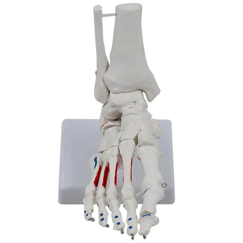 1:1医療用足関節モデル足足首関節整形外科標本骨格モデルシミュレーション
