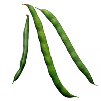 Frijoles de la Marca Moon Star Premium, Variedad para Cultivo Comercial, con Excelente Uniformidad de Vainas, Crecimiento Fuerte, Alto Potencial, 99%