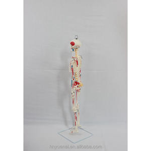 Oferta Especial Buen Precio Modelo de Esqueleto Humano de PVC de 170 cm (66 pulgadas) a Tamaño Real para Enseñanza, Suministros Médicos - Product Image 4
