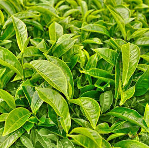 Extrait de thé vert épigallocatéchine gallate EGCG 98% Hplc CAS aucun 989 - Product Image 4