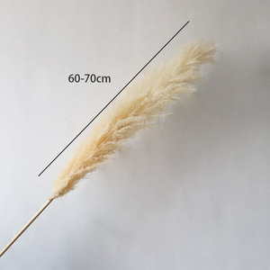 Décoration de mariage bohème en gros, décoration de Noël, grande plume de <span class=keywords><strong>pampas</strong></span> séchée, faite à la main, 150 cm, herbe naturelle préservée séchée - Product Image 4