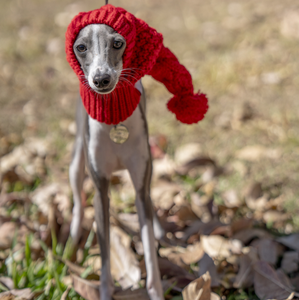 Bonnet en <span class=keywords><strong>laine</strong></span> d'hiver tricoté à la main, uni, <span class=keywords><strong>pour</strong></span> petit animal, gris, accessoires <span class=keywords><strong>pour</strong></span> chien de Noël, <span class=keywords><strong>snood</strong></span> <span class=keywords><strong>pour</strong></span> whippet - Product Image 5