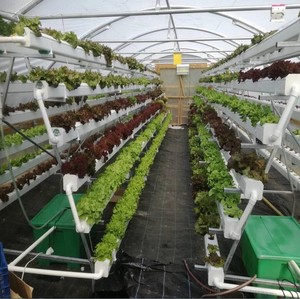 Invernadero Interior Completo Skyplant, Sistema Hidropónico NFT Grande, Tubería de Acero Galvanizado en Caliente para un Cultivo Óptimo de Lechuga - Product Image 3