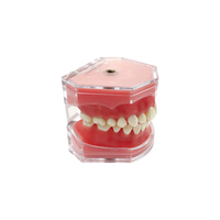 Modèle dentaire en résine YOUYA DENTAL TM-098 avec dents amovibles pour la pratique de l'extraction et l'éducation des patients