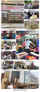 زهور هيدرانجيا اصطناعية جديدة من البلاستيك، واقعية وناعمة ومقاومة للماء وخفيفة الوزن، مصنوعة يدويًا بأسلوب أوروبي عتيق للديكور المنزلي - Product Image 6