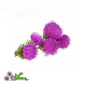 Milk Thistle Extract Whole Plant Extract Milk Thistle Extract 1000mg